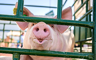 Rolnicy, którzy zrezygnują z chowu świń, mogą starać się o rekompensaty